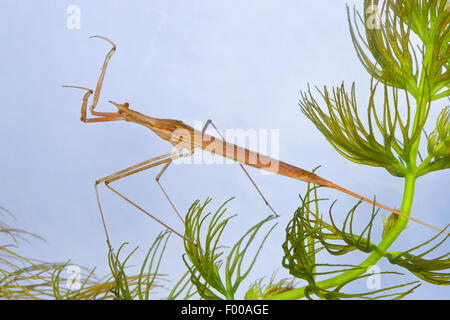 Wasser Stabheuschrecke, Long-bodied Wasser Scorpion, Nadel Bug (Ranatra Linearis), auf eine Wasserpflanze, Deutschland Stockfoto