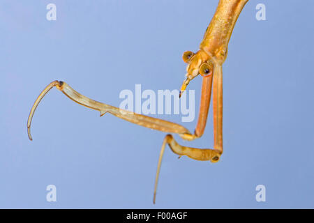 Wasser, Stabheuschrecke, Long-bodied Wasser Scorpion, Nadel-Bug (Ranatra Linearis), Porträt, Deutschland Stockfoto