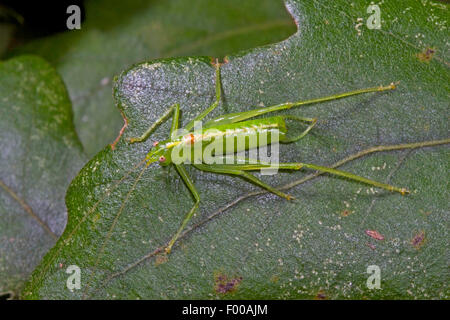 Südlichen Eiche Bush-Cricket, südlichen Eiche Bush Cricket (Meconema Meridionale), Männlich, Deutschland Stockfoto