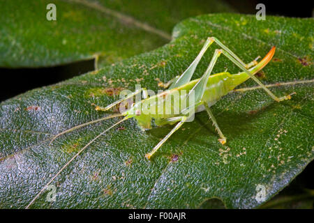 Südlichen Eiche Bush-Cricket, südlichen Eiche Bush Cricket (Meconema Meridionale), Weiblich, Deutschland Stockfoto