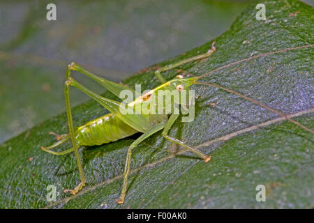 Südlichen Eiche Bush-Cricket, südlichen Eiche Bush Cricket (Meconema Meridionale), Männlich, Deutschland Stockfoto