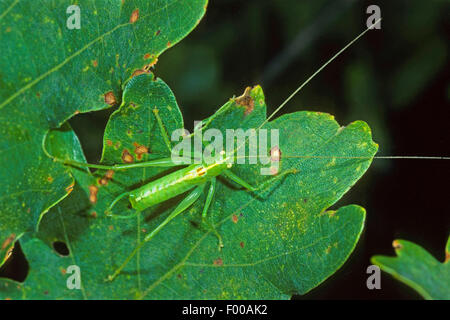 Südlichen Eiche Bush-Cricket, südlichen Eiche Bush Cricket (Meconema Meridionale), Männlich, Deutschland Stockfoto