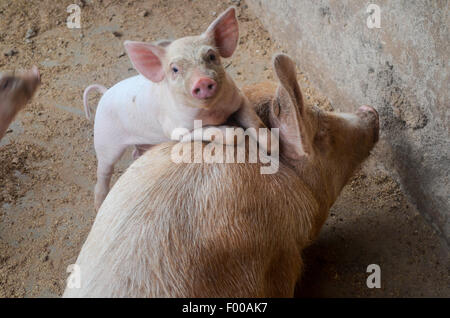 Schweine und Ferkel Stockfoto