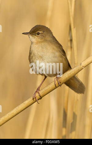 Savi Grasmücke (Locustella Luscinioides), sitzen auf einem Stiel im Schilf, Schweiz, Wallis Stockfoto