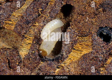 Buchdrucker, Europäische Fichte Borkenkäfer, Graveur Käfer, gemeinsame europäische Stecher (Ips Typographus), Larven ernähren sich in Holz, Deutschland Stockfoto