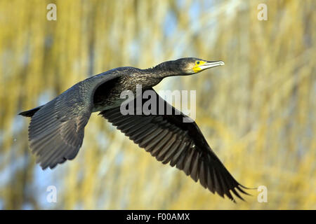 Kormoran (Phalacrocorax Carbo), im Flug, Seite Ansicht, USA, Florida, Everglades Nationalpark Stockfoto