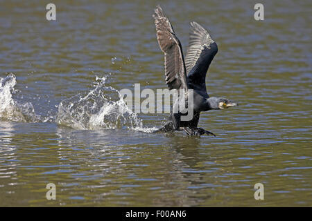 Kormoran (Phalacrocorax Carbo), Wasser, ab Seite Ansichten, USA, Florida, Everglades Nationalpark Stockfoto