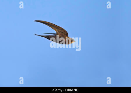 Eurasische Swift (Apus Apus), im Flug, Seitenansicht, Deutschland, Baden-Württemberg Stockfoto