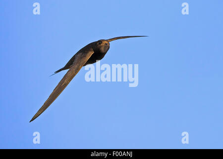 Eurasische Swift (Apus Apus), während des Fluges in den blauen Himmel, Deutschland, Baden-Württemberg Stockfoto