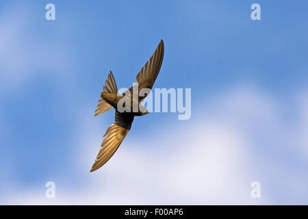 Eurasische Swift (Apus Apus), im Flug, von unten, Deutschland, Baden-Württemberg Stockfoto