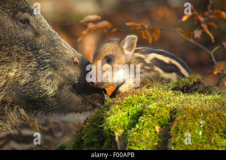 Wildschwein, Schwein, Wildschwein (Sus Scrofa), wilde Sau und Ferkel, Deutschland, Nordrhein-Westfalen Stockfoto