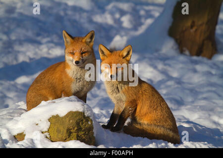 Rotfuchs (Vulpes Vulpes), männliche und weibliche in der Paarungszeit im Winter, Deutschland, Nordrhein-Westfalen Stockfoto