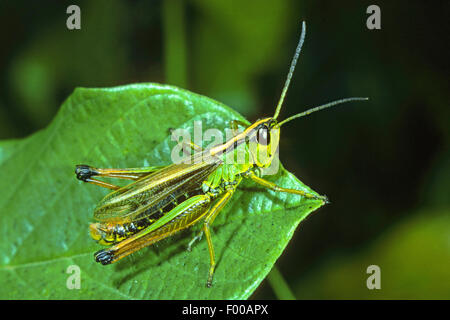 Marsh-Wiese Heuschrecke, weniger Feuchtgebiet Grashüpfer (Chorthippus Montanus), Männlich, Deutschland Stockfoto
