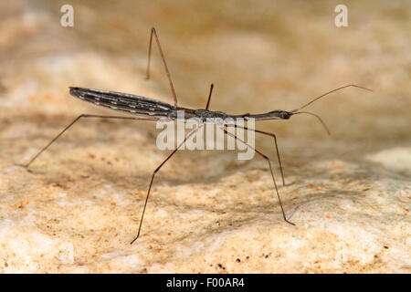 Wasser Vermesser, Marsh Treader (Hydrometra Stagnorum), auf einem Stein, Deutschland Stockfoto