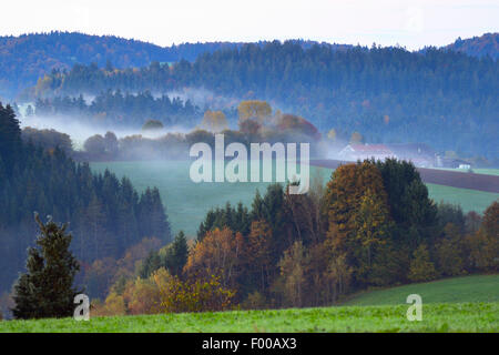 Wiese und Wald Hügellandschaft im herbstlichen frühen Morgennebel, Deutschland, Bayern, Nationalpark Bayerischer Wald Stockfoto