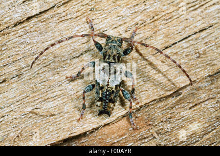 Geringerem Thorn-bestückte Longhorn Beetle (Pogonocherus Hispidus), auf Holz, Deutschland Stockfoto