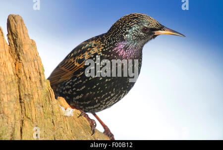 gemeinsamen Star (Sturnus Vulgaris), auf eine Wurzel, Deutschland, Nordrhein-Westfalen Stockfoto