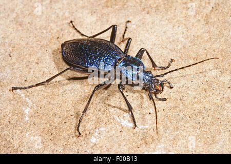 blauen Boden Käfer, dunkelblau Boden Käfer (Carabus Intricatus), auf dem Boden, Deutschland Stockfoto