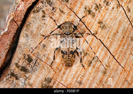 Schwarz getrübt Longhorn Beetle, schwarz getrübt Longhorn Beetle (Leiopus Nebulosus, Buchenspießbock Nebulosus), auf einem Baumstamm, Deutschland Stockfoto