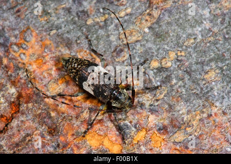 Schwarz getrübt Longhorn Beetle, schwarz getrübt Longhorn Beetle (Leiopus Nebulosus, Buchenspießbock Nebulosus), auf Rinde, Deutschland Stockfoto