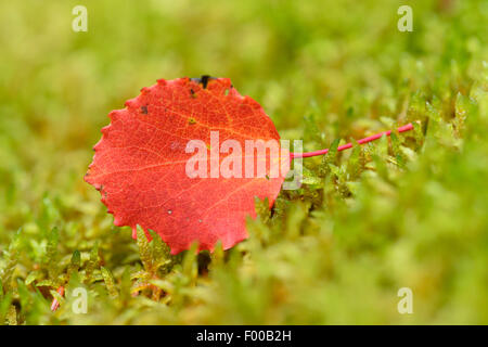 Europäische Aspen (Populus Tremula), Pappel Blatt auf Moos, Herbst Blatt, Deutschland, Bayern, Oberpfalz Stockfoto