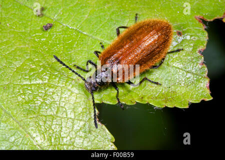 Darkling Käfer (Lagria Hirta), auf einem Blatt, Deutschland Stockfoto