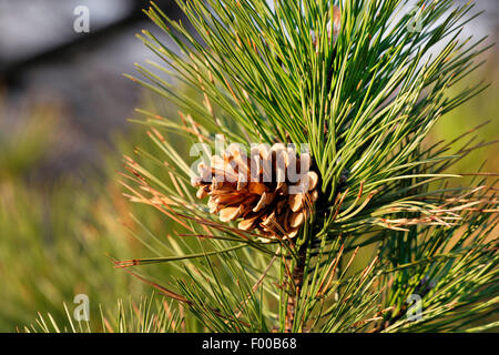 Europäische Schwarzkiefern, österreichische Schwarzkiefer, Schwarzkiefer, Korsischen Schwarzkiefer (Pinus Nigra), Zweige mit Zapfen, Deutschland Stockfoto