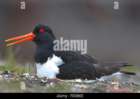 Paläarktis Austernfischer (Haematopus Ostralegus), Zucht Paläarktis Austernfischer, Belgien Stockfoto