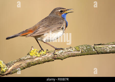 Blaukehlchen (Luscinia Svecica, Cyanosylvia Svecia), singen Mann sitzt auf einem Ast, Belgien Stockfoto