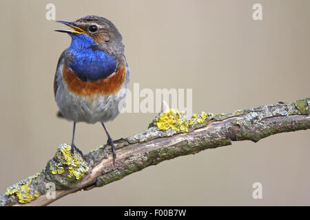 Blaukehlchen (Luscinia Svecica, Cyanosylvia Svecia), singen Mann sitzt auf einem Ast, Belgien Stockfoto