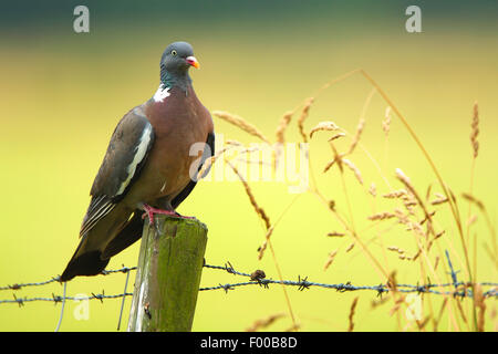 Ringeltaube (Columba Palumbus), sitzt auf einem hölzernen Stapel Barbwire, Belgien Stockfoto