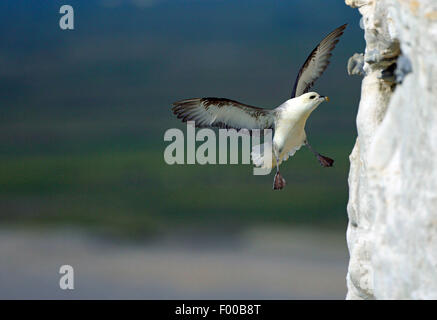 nördlichen Fulmar (Fulmarus Cyclopoida), im Ansatz für eine Landung auf der Klippe, Frankreich Stockfoto