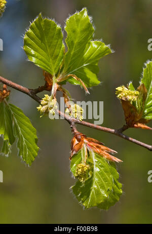 Rotbuche (Fagus Sylvatica), männliche Kätzchen, Deutschland Stockfoto