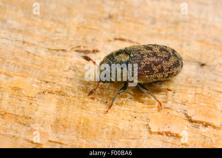 Asche Borkenkäfer, weniger Asche Borkenkäfer (Leperisinus Varius, Leperisinus Fraxini, Hylesinus Fraxini), auf Holz, Deutschland Stockfoto