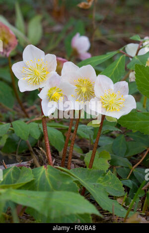 schwarze Nieswurz (Helleborus Niger), blühen, Deutschland Stockfoto