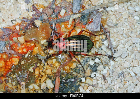 Goldenen Boden Käfer, vergoldeter Boden Käfer (Carabus Auratus), die Überreste einer Schnecke, Deutschland Stockfoto