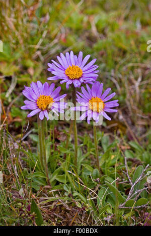 Boreal Aster, alpine Aster (Aster Alpinus) blüht, Deutschland Stockfoto