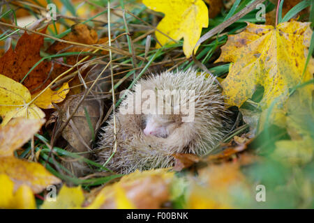 Westlichen Igel, Europäische Igel (Erinaceus Europaeus), weiße Albino liegen eingerollt im Herbstlaub, Deutschland, Bayern Stockfoto