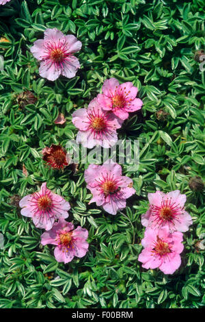 Dolomiten-Fingerkraut, rosa Fingerkraut (Potentilla Nitida), blühen, Österreich Stockfoto