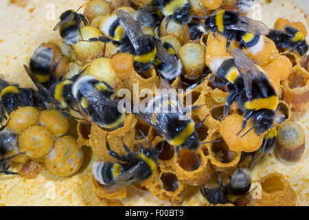 Buff-tailed Hummel (Bombus Terrestris), auf dem Horst, Deutschland Stockfoto