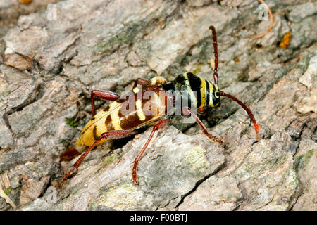 Longhorn Beetle (Plagionotus Detritus), auf Rinde, Deutschland Stockfoto
