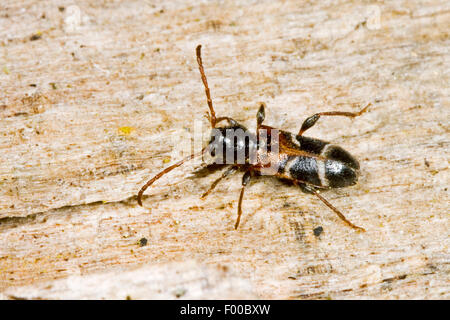 Weiß gebändert Longhorn Beetle, weiß gebändert Longhorn Beetle (Poecilium Alni, Riesenmammutbaum Alni), auf Totholz, Deutschland Stockfoto