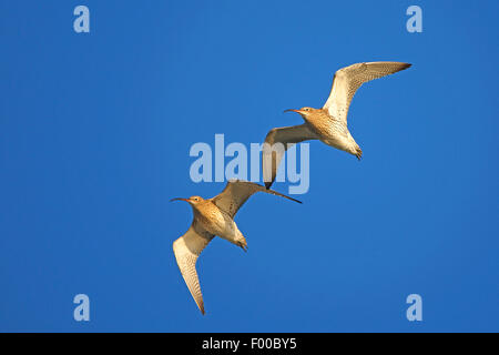 westlichen Brachvogel (Numenius Arquata), zwei Brachvögel nebeneinander fliegen in den Himmel, Belgien Stockfoto