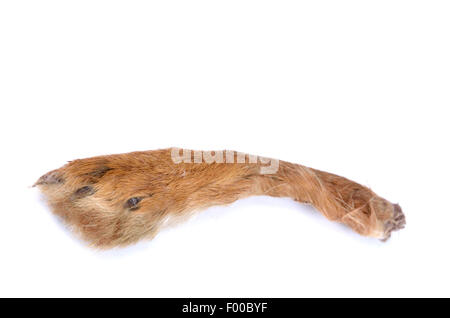 Feldhase, Feldhasen (Lepus Europaeus), Hasenpfote, Glücksbringer Stockfoto