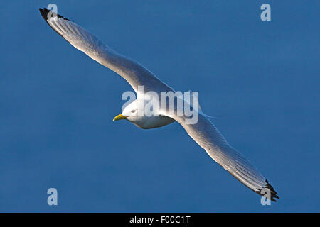 Schwarz-legged Kittiwake (Rissa Tridactyla, Larus Tridactyla), während des Fluges in den blauen Himmel, Norwegen Stockfoto