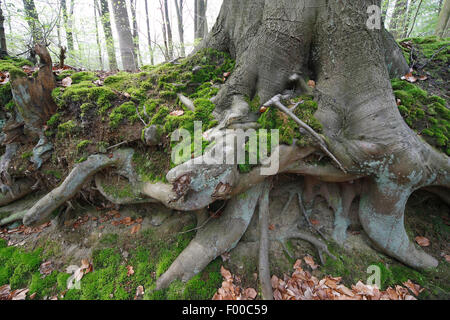 Die Wurzeln von einer Buche im Wald bei Grasmere in The Lake District