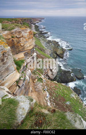 Cliffbirds, Birdcolony oben auf der Steilküste, Norwegen Stockfoto