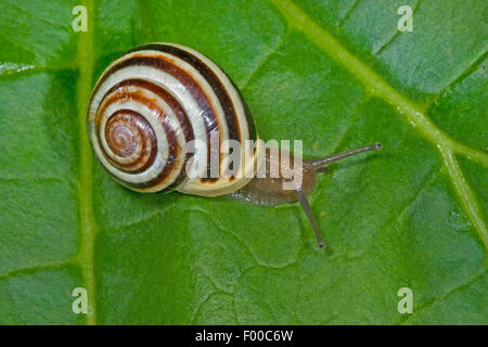 White-Lippe Gardensnail, Weißlippen-Schnecke, Garten-Schnecke, kleiner gebänderten Schnecke (Bänderschnecken Hortensis), gebändert Schnecke auf einem Blatt, Deutschland Stockfoto