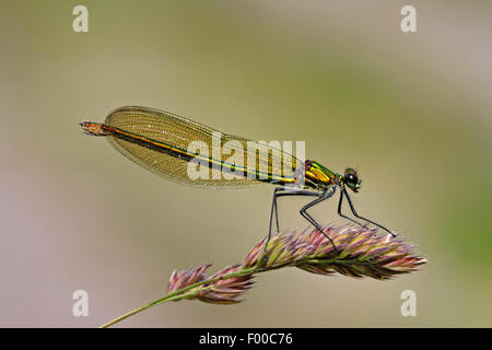 gebänderten Schwarzflügel, gebändert Agrios, Gebänderten Prachtlibelle (Calopteryx Splendens, Agrios Splendens), Frau sitzt auf einem Rasen Ohr, Deutschland Stockfoto