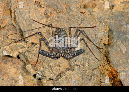 Spinne, Whipscorpion, tansanische Riesen schwanzlosen Whipscorpion, Peitsche Scorpion (Damon Variegatus), Peitsche, auf Rinde Stockfoto